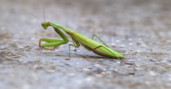 mantide religiosa in casa