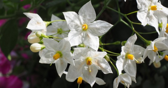 pianta di solanum