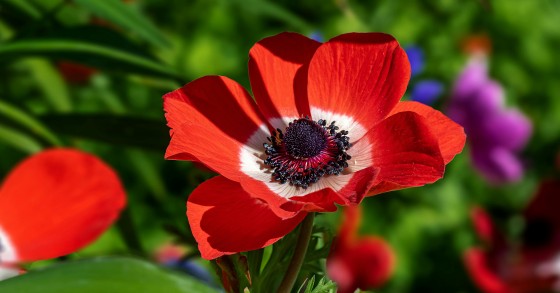 anemone