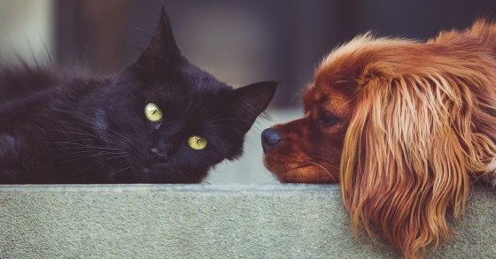 cane e gatto