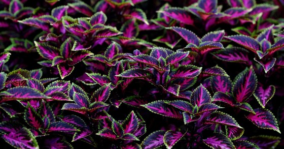 coleus
