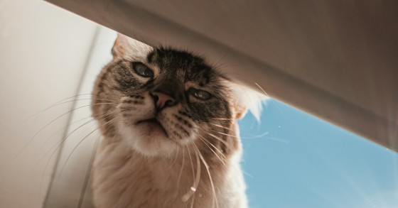 gatto sul balcone