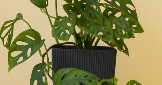 monstera adansonii