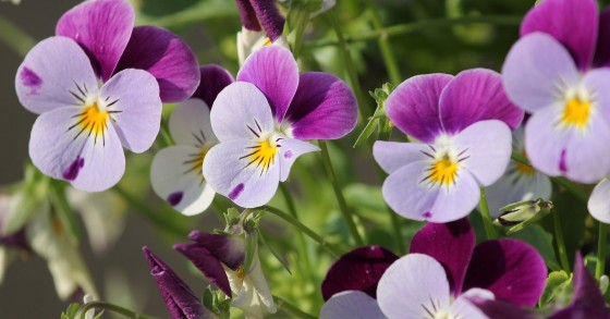 violette