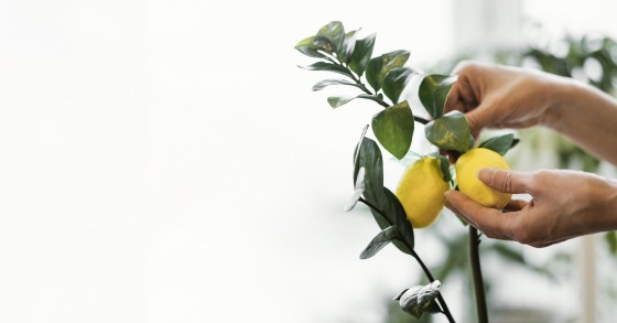 quando piantare il limone in terra