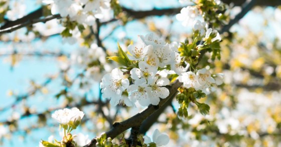 Fleurs de cerisier 