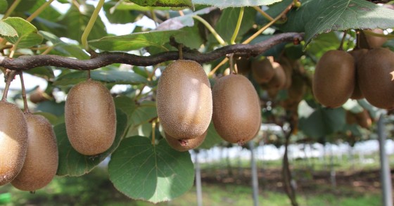 piantare un kiwi