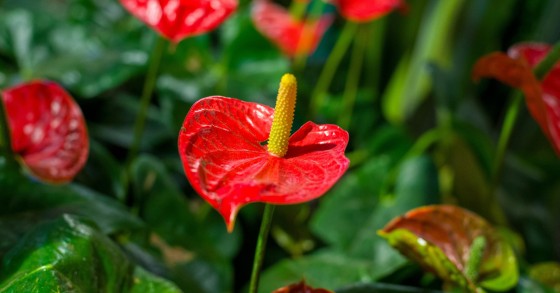far fiorire l'anthurium