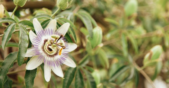 passiflora