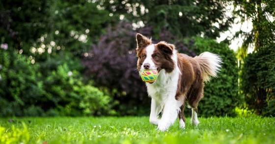 cane che gioca in giardino