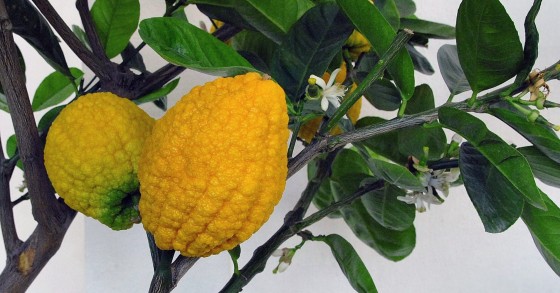 cedro