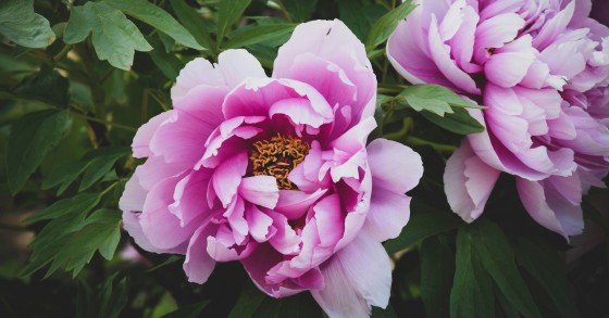 peonia erbacea in vaso