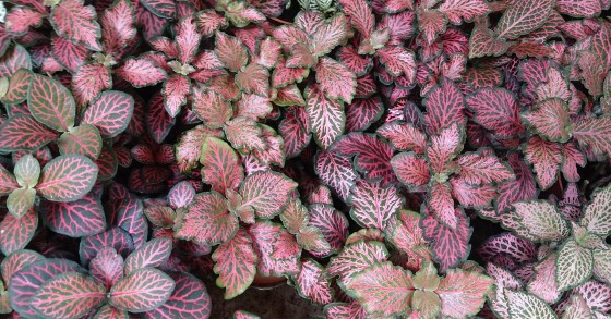 piante colorate da interno
