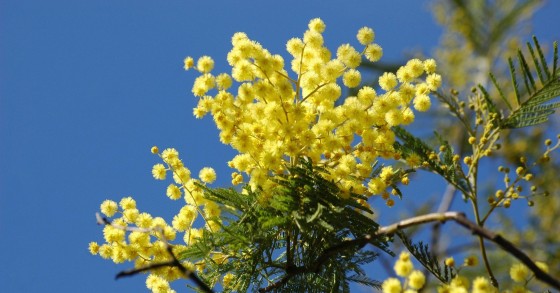 come fare una pianta di mimosa