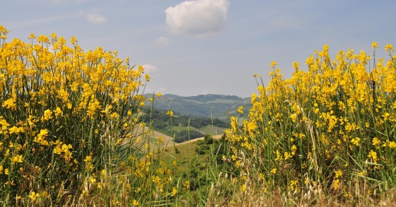 ginestra