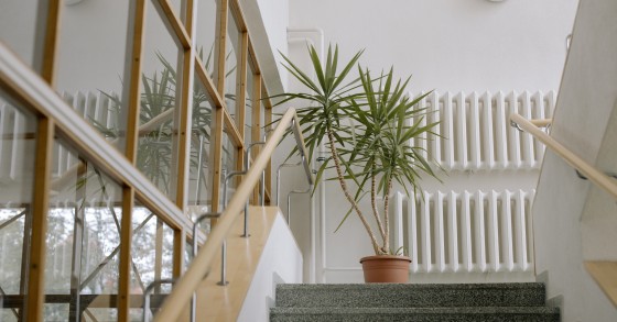 differenza tra yucca e tronchetto della felicità