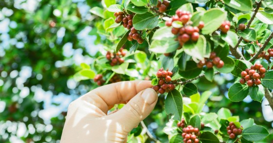 pianta caffè