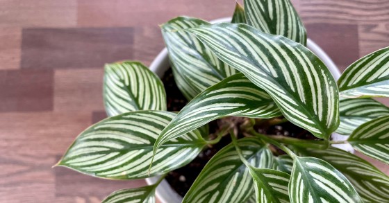 Come coltivare la Calathea? Le cure e le varie tipologie  idealista/news