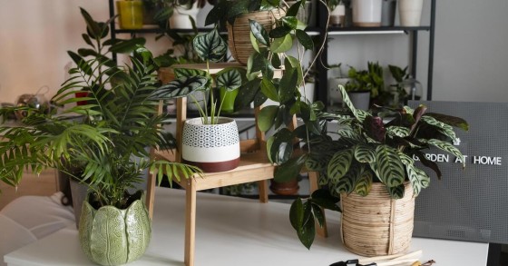 angolo botanico in casa