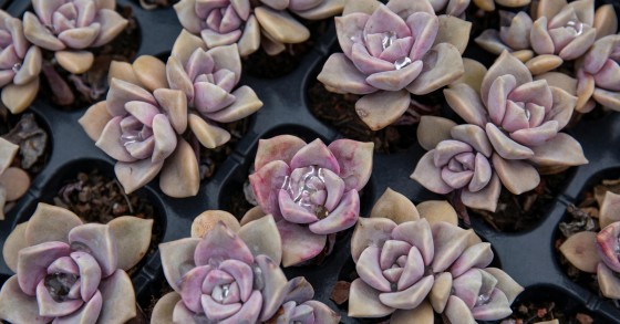 graptopetalum