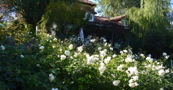 gardenia in casa o fuori