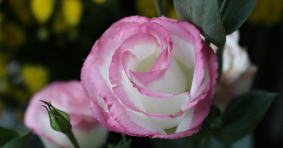 lisianthus