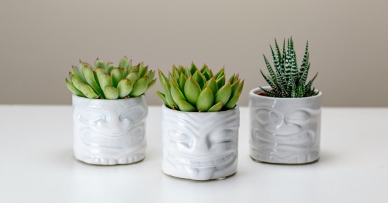 haworthia