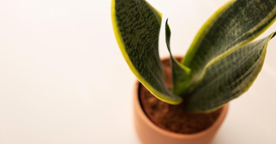 sansevieria vaso adatto