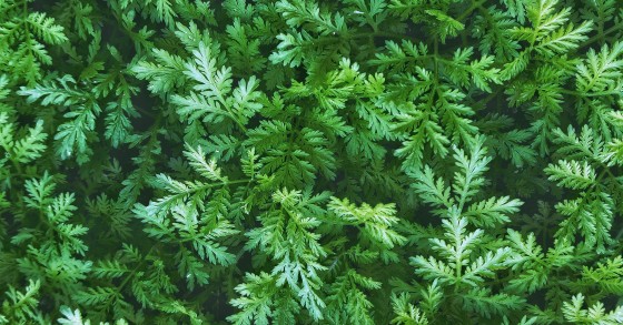 pianta di artemisia