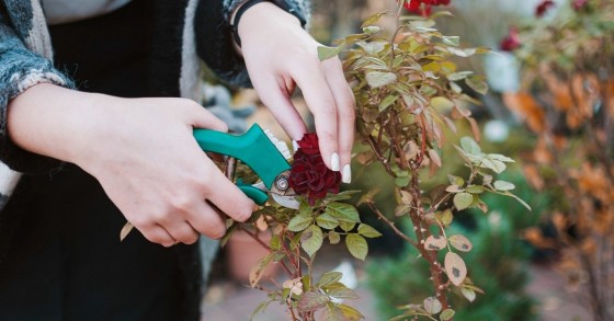 La pratica del deadheading consiste nel potare i fiori appassiti di alcune piante