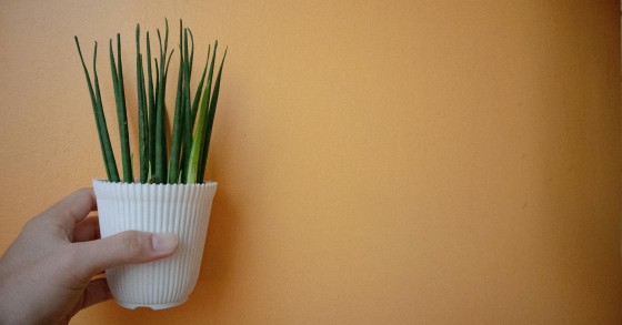 Sansevieria Cylindrica: come curarla e i suoi benefici  idealista/news