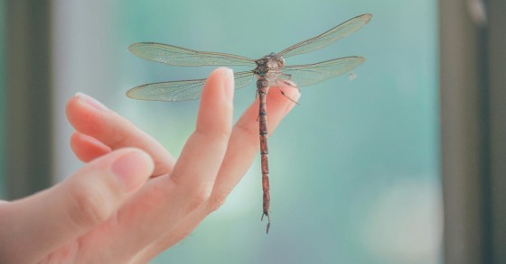 libellula significato