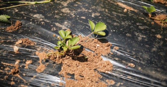 Esempio di pacciamatura con telo in plastica