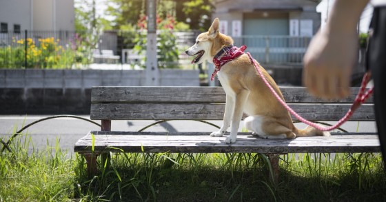 Cane portato a spasso