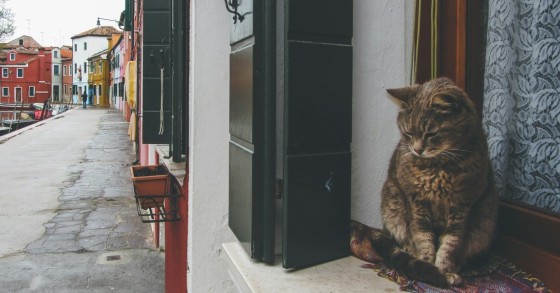 Katze in Venedig