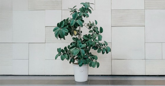 Pianta sul pianerottolo condominiale