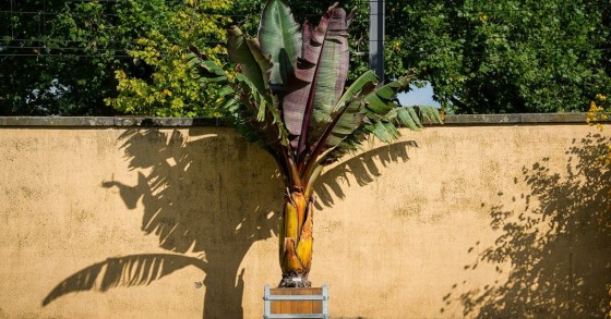 Il banano in vaso
