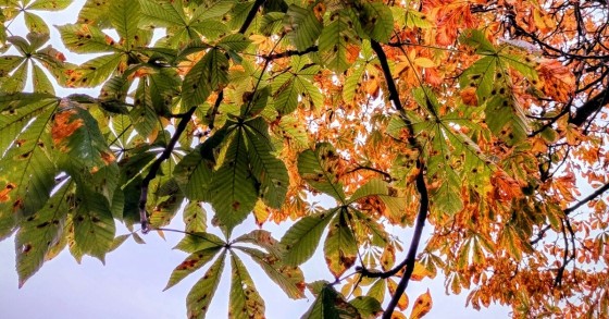 albero di castagno