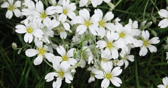 gipsofila