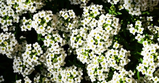 lobularia esposizione