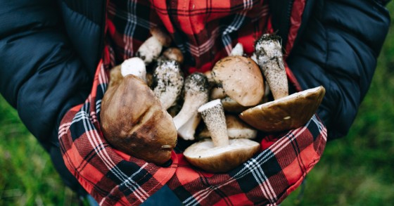 sagra dei funghi cusano mutri 