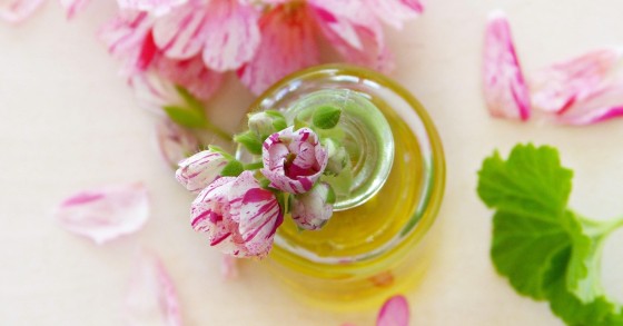olio di lino piante