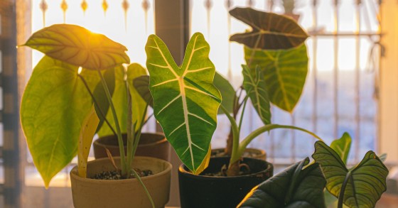 alocasia amazonica