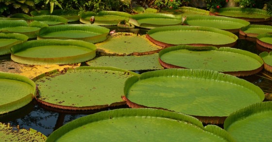victoria amazonica