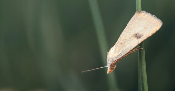 tignola in casa