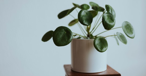 pilea peperomioides