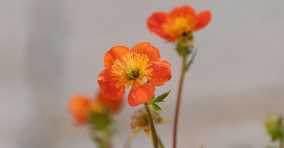 come coltivare il geum