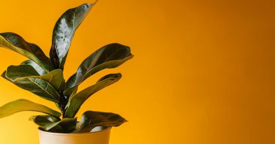 ficus lyrata