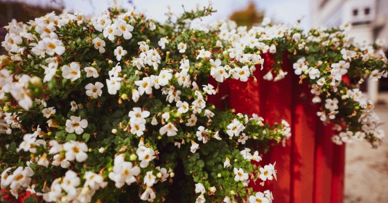 bacopa
