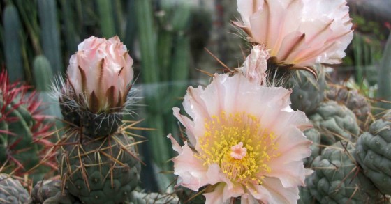 tephrocactus